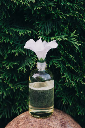 Cosmetic oil bottle with white Petunia flower. Environmentally friendly productの写真素材