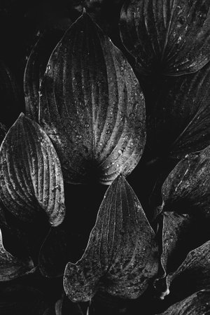 Black minimalistic leaves with drops. Great background for design
