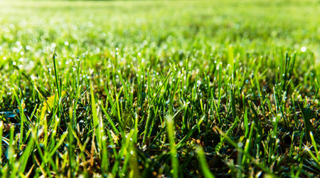 Green bright grass in the sunlight with dew drops