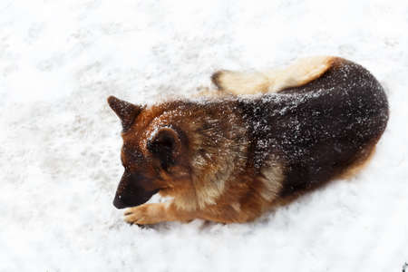 German shepherd lying in the snow. Dog in the snowの写真素材