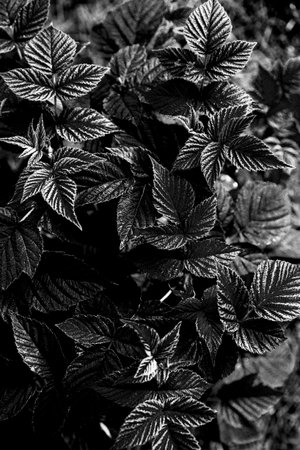 Raspberry leaves on a black and white background. Top view.