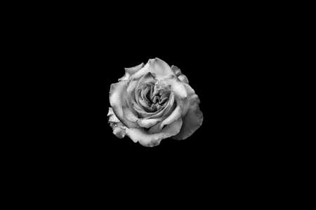 Isolate white rose on a black background. Black and white imageの写真素材