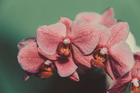 Delicate pink Orchid on a green backgroundの写真素材
