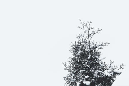 Green branch of pine needles in the snow. Frozen thuja on a white backgroundの写真素材