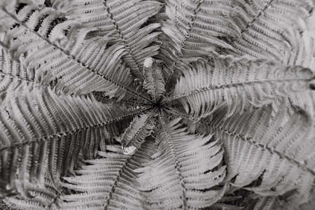 Grey fern leaves. Top view. Nature background.の写真素材