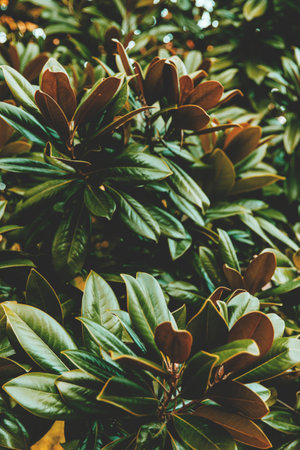 Lots of green Magnolia leaves. Abstract background.の写真素材