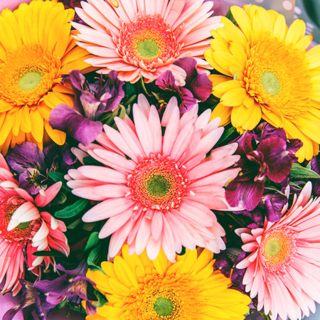 Multicolored Gerbera bouquet. Great decision for designの写真素材