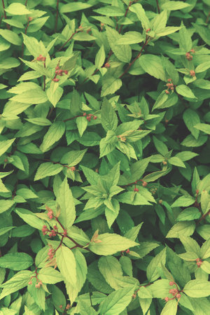 Abstract green leaves texture. Top view. Nature background.の写真素材