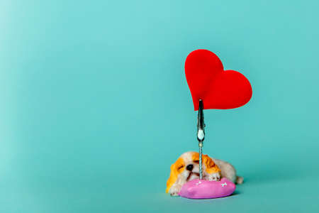 A red heart on a blue background on a stand in the form of a dog lying on a pink pillowの写真素材