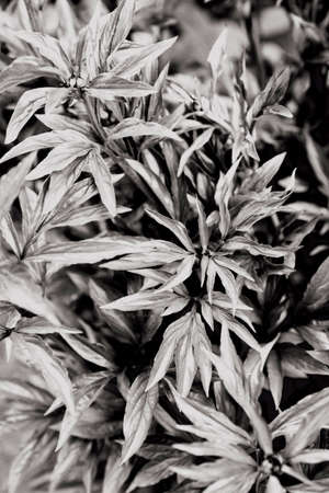 Abstract gray leaves peony texture. Top view. Nature background.の写真素材