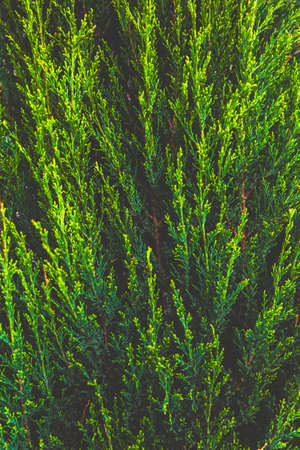 Abstract green thuja texture. Nature background. Top view.の写真素材
