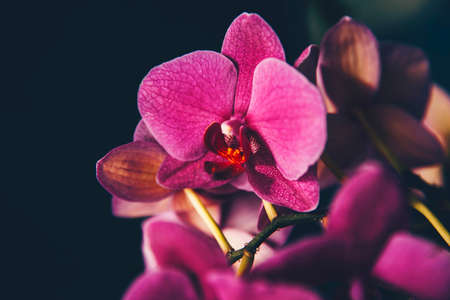 Delicate pink Orchid on a dark backgroundの写真素材
