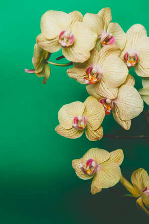 Delicate white Orchid on a green backgroundの写真素材