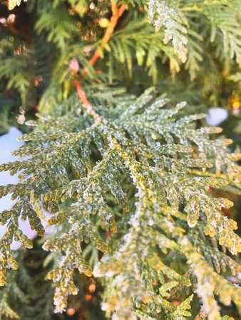 Abstract green thuja texture. Nature background. Top view.の写真素材