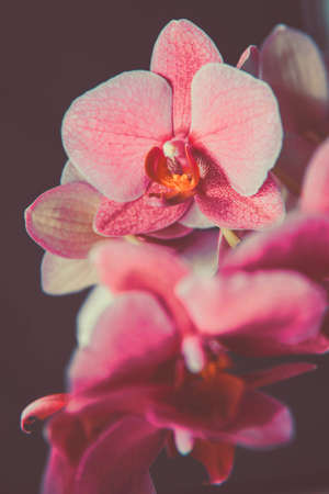 Delicate pink Orchid on a dark backgroundの写真素材