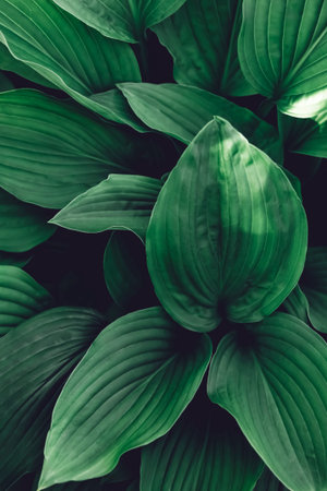 Abstract green leaves with texture. Top view. Background of nature.