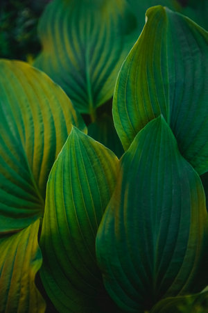 Abstract green leaves with texture. Top view. Background of nature.の写真素材