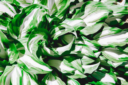 Abstract green leaves with texture. Top view. Background of nature.の写真素材