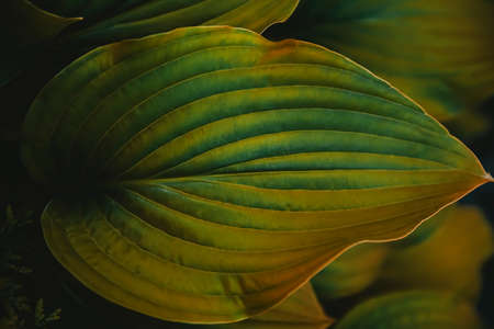 Abstract green leaves with texture. Top view. Background of nature.の写真素材