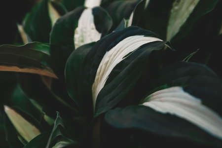 Abstract green leaves with texture. Top view. Background of nature.の写真素材