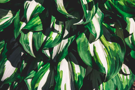 Abstract green leaves with texture. Top view. Background of nature.の写真素材