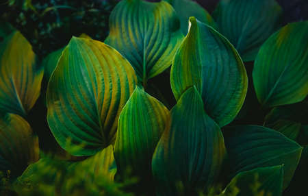 Abstract green leaves with texture. Top view. Background of nature.の写真素材