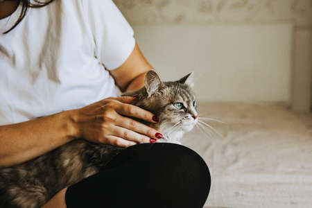 A gray striped cat with green eyes is sitting in the girls arms. Womens hands are stroking a pet. They are sitting on the bed in the bedroom. International Cat Dayの写真素材