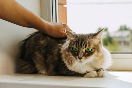 A gray striped cat with green eyes is sitting on the window. Womens hands are stroking a pet. International Cat Dayの写真素材