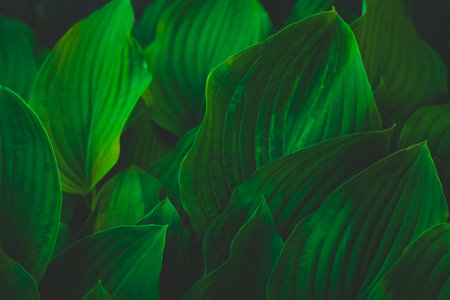 Abstract green leaves with texture. Top view. Background of nature.