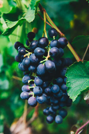 A bunch of ripe bright blue grapes is hanging on a branch. There are green leaves around. The concept of harvestingの写真素材