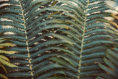 Green fern leaves. Top view. Nature background.の写真素材