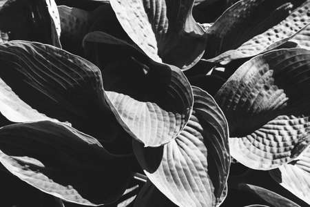 Black and white minimalistic leaves with drops. Great background for designの写真素材