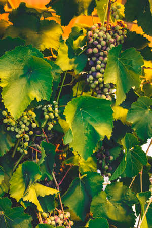 A bunch of ripe bright blue grapes is hanging on a branch. There are green leaves around. The concept of harvestingの写真素材
