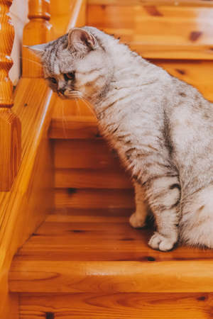 A grey striped Scottish straight-eared cat with yellow eyes. International cat dayの写真素材
