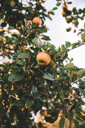 Ripe, red apples hang on the branches of a tree. The concept of harvestingの写真素材