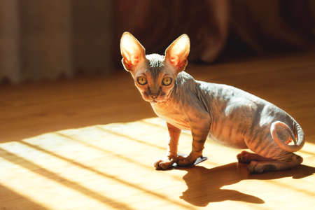 A purebred kitten of the Sphinx breed is sitting on the floor in a sunbeam, looking at the cameraの写真素材