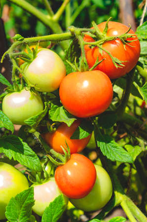 Mature red and unripe green tomatoes hang on stalks in a vegetable garden surrounded by green leaves. Concept: harvesting.の写真素材