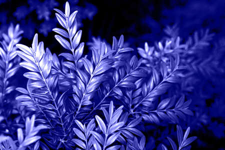 Violet abstract natural leafy background. Trendy color 2022. Very peri color background.の写真素材