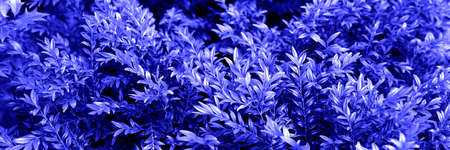 Violet abstract natural leafy background. Trendy color 2022. Very peri color background. Bannerの写真素材