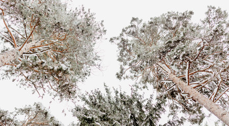 A snowy winter forest in the cold. Treetops against the sky.
