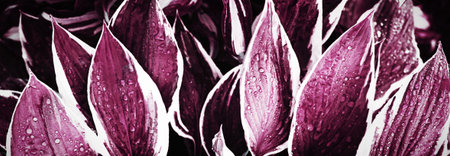 Abstract purple and white leaves texture. Top view. Nature background. Banner.