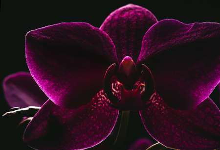 Delicate purple orchid flower with glowing leaves on a dark background.の写真素材