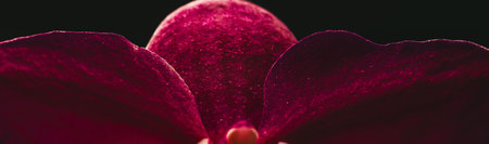 Delicate purple orchid flower with glowing leaves on a dark background. Bannerの写真素材