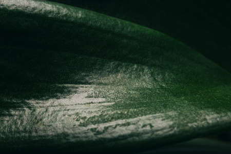 Abstract green leaves texture. Top view. Nature background.の写真素材