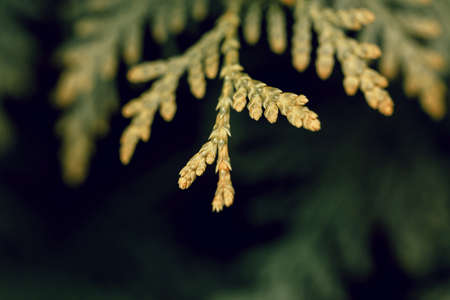 Abstract green thuja texture. Nature background. Top view.の写真素材
