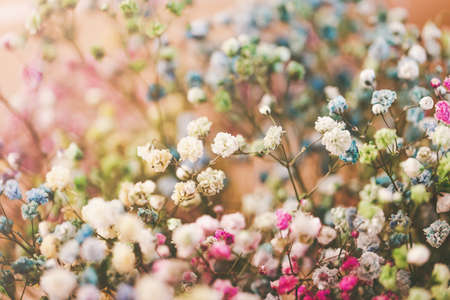 Multicolored gypsophila flowers. Floral background, macro petalsの写真素材