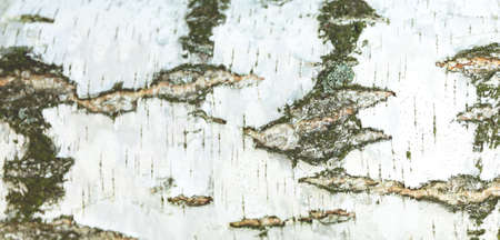 Natural natural striped natural birch wood textureの写真素材