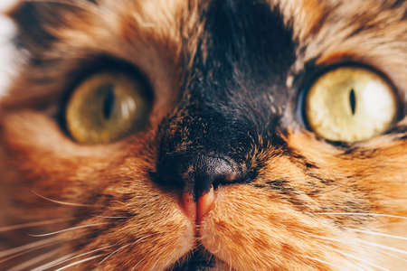 The black and orange Scottish fold cat looks straight with green eyes. Macro. International Cat Dayの写真素材