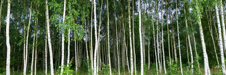 Birch grove. Tall tree trunks with black and white bark and green leaves. Banner.の写真素材