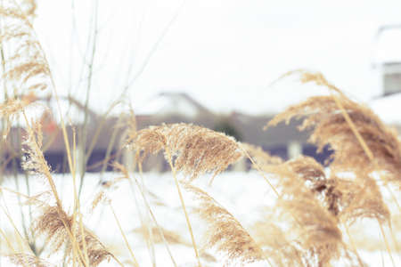 Dry brown grass in a field in winter.の写真素材